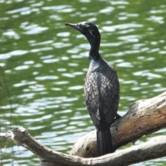 Phalacrocorax sulcirostris (Little Black Cormorant) at Cranbrook, QLD - 19 Jan 2020 by TerryS