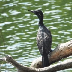 Phalacrocorax sulcirostris (Little Black Cormorant) at Cranbrook, QLD - 18 Jan 2020 by TerryS