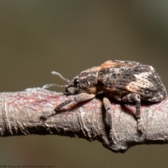 Oxyops fasciatus (A weevil) at Aranda Bushland - 15 Sep 2021 by Roger