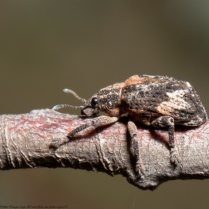 Oxyops fasciatus at Holt, ACT - 15 Sep 2021 11:53 AM