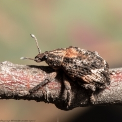 Oxyops fasciatus at Holt, ACT - 15 Sep 2021 11:53 AM