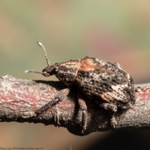 Oxyops fasciatus at Holt, ACT - 15 Sep 2021