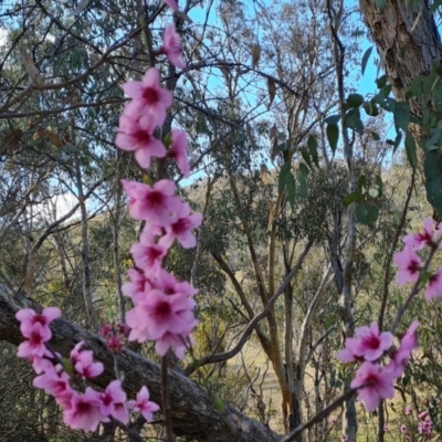 Prunus persica (Peach, Nectarine) at Isaacs Ridge and Nearby - 15 Sep 2021 by Mike