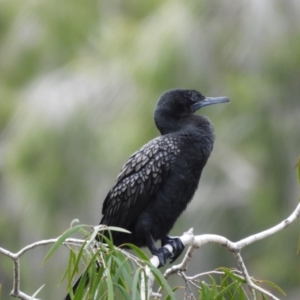 Phalacrocorax sulcirostris at Cranbrook, QLD - 9 Aug 2020