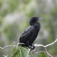 Phalacrocorax sulcirostris (Little Black Cormorant) at Cranbrook, QLD - 9 Aug 2020 by TerryS