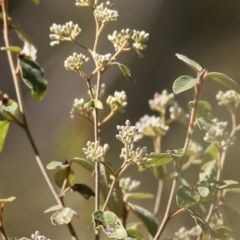 Pomaderris sp. at Yackandandah, VIC - 14 Sep 2021 by KylieWaldon