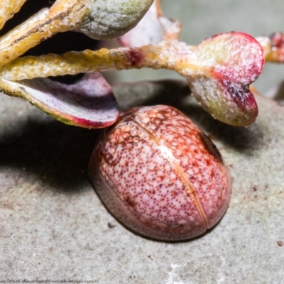 Paropsisterna m-fuscum (Eucalyptus Leaf Beetle) at Holt, ACT - 15 Sep 2021 by Roger