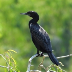 Phalacrocorax sulcirostris (Little Black Cormorant) at Cranbrook, QLD - 26 Oct 2019 by TerryS