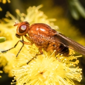 Lauxaniidae (family) at Holt, ACT - 15 Sep 2021