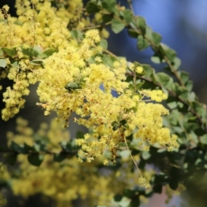 Acacia pravissima at Yackandandah, VIC - 14 Sep 2021