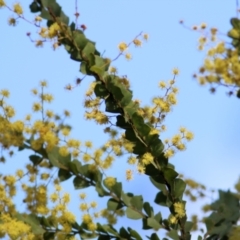 Acacia pravissima at Yackandandah, VIC - 14 Sep 2021