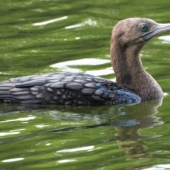 Phalacrocorax sulcirostris (Little Black Cormorant) at Cranbrook, QLD - 20 Nov 2019 by TerryS