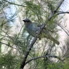 Ptilonorhynchus violaceus (Satin Bowerbird) at Yackandandah, VIC - 14 Sep 2021 by KylieWaldon