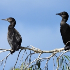 Phalacrocorax sulcirostris (Little Black Cormorant) at Cranbrook, QLD - 14 Jan 2020 by TerryS