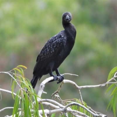 Phalacrocorax sulcirostris (Little Black Cormorant) at Cranbrook, QLD - 1 Dec 2019 by TerryS