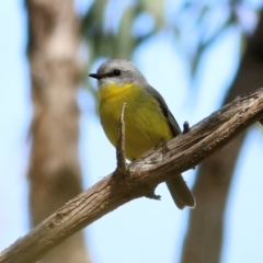 Eopsaltria australis (Eastern Yellow Robin) at Yackandandah, VIC - 14 Sep 2021 by KylieWaldon