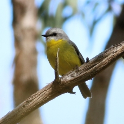 Eopsaltria australis (Eastern Yellow Robin) at Yackandandah, VIC - 14 Sep 2021 by Kyliegw