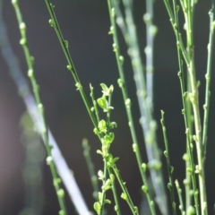 Spartium junceum at Yackandandah, VIC - 14 Sep 2021 by KylieWaldon