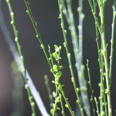 Unidentified Other Shrub at Yackandandah, VIC - 14 Sep 2021 by KylieWaldon