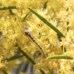 Chironomidae (family) at Scullin, ACT - 14 Sep 2021 12:29 PM