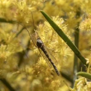 Chironomidae (family) at Scullin, ACT - 14 Sep 2021