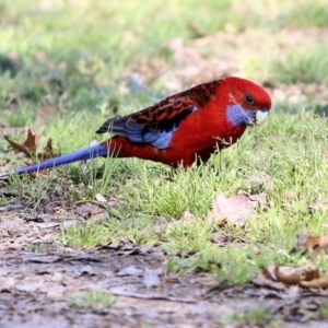 Platycercus elegans at Yackandandah, VIC - 14 Sep 2021