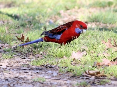 Platycercus elegans (Crimson Rosella) at Yackandandah, VIC - 14 Sep 2021 by KylieWaldon