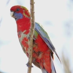 Platycercus elegans at Yackandandah, VIC - 14 Sep 2021