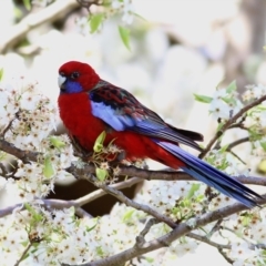 Platycercus elegans at Yackandandah, VIC - 14 Sep 2021