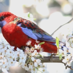 Platycercus elegans at Yackandandah, VIC - 14 Sep 2021