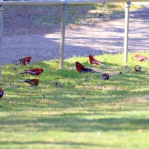 Platycercus elegans at Yackandandah, VIC - 14 Sep 2021