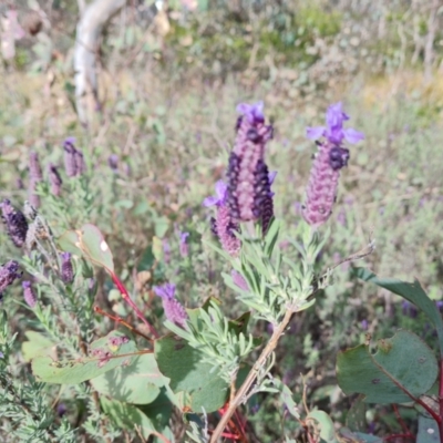 Lavandula stoechas (Spanish Lavender or Topped Lavender) at Isaacs Ridge and Nearby - 15 Sep 2021 by Mike