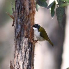 Melithreptus lunatus (White-naped Honeyeater) at Yackandandah, VIC - 14 Sep 2021 by KylieWaldon