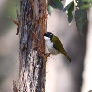 Melithreptus lunatus at Yackandandah, VIC - 14 Sep 2021 10:06 AM