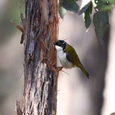 Melithreptus lunatus (White-naped Honeyeater) at Yackandandah, VIC - 14 Sep 2021 by KylieWaldon