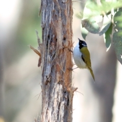 Melithreptus lunatus at Yackandandah, VIC - 14 Sep 2021 10:06 AM