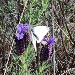 Pieris rapae (Cabbage White) at Isaacs Ridge and Nearby - 15 Sep 2021 by Mike
