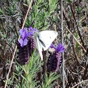 Pieris rapae at Jerrabomberra, ACT - 15 Sep 2021 03:19 PM