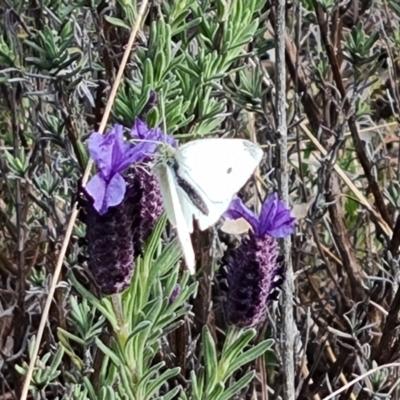 Pieris rapae (Cabbage White) at Isaacs Ridge - 15 Sep 2021 by Mike