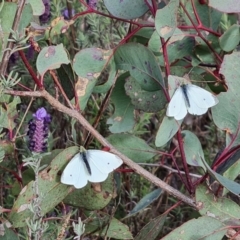 Pieris rapae at Jerrabomberra, ACT - 15 Sep 2021