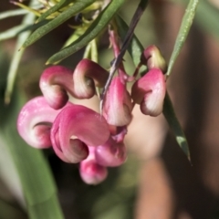 Grevillea rosmarinifolia subsp. rosmarinifolia (Rosemary Grevillea) at Scullin, ACT - 14 Sep 2021 by AlisonMilton