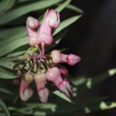 Grevillea rosmarinifolia subsp. rosmarinifolia at Scullin, ACT - 14 Sep 2021 12:25 PM