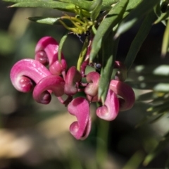 Grevillea rosmarinifolia subsp. rosmarinifolia at Scullin, ACT - 14 Sep 2021 12:25 PM