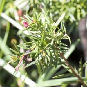 Grevillea rosmarinifolia subsp. rosmarinifolia at Scullin, ACT - 14 Sep 2021