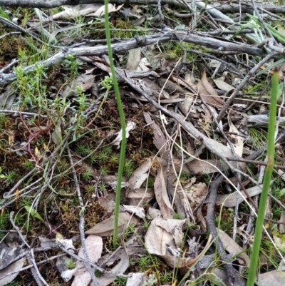 Unverified Plant by Liam.m