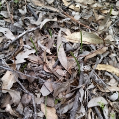 Unverified Plant by Liam.m