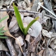 Diuris sp. (A Donkey Orchid) at Cuumbeun Nature Reserve - 15 Sep 2021 by Liam.m