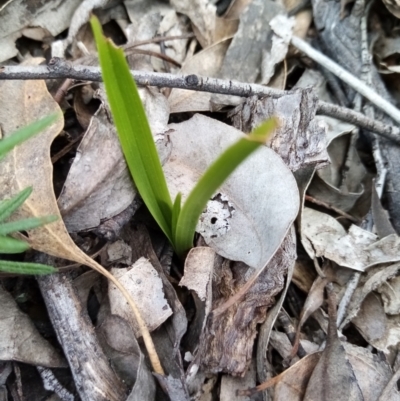 Diuris sp. (A Donkey Orchid) at Carwoola, NSW - 15 Sep 2021 by Liam.m