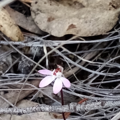 Caladenia fuscata (Dusky Fingers) at Carwoola, NSW - 15 Sep 2021 by Liam.m