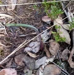Unverified Plant by Liam.m